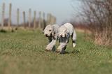 BEDLINGTON TERRIER 193